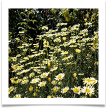 01 daisies - Rob Shaw